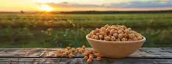 Farmers working in the field