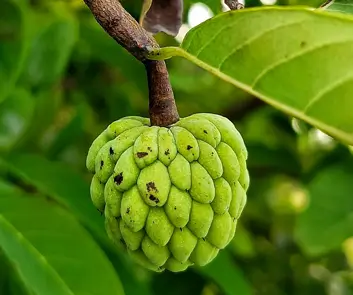 Sustainable farming practices