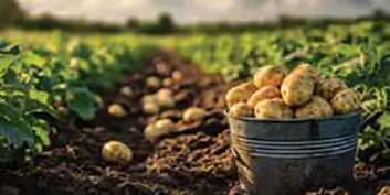 Direct market distribution